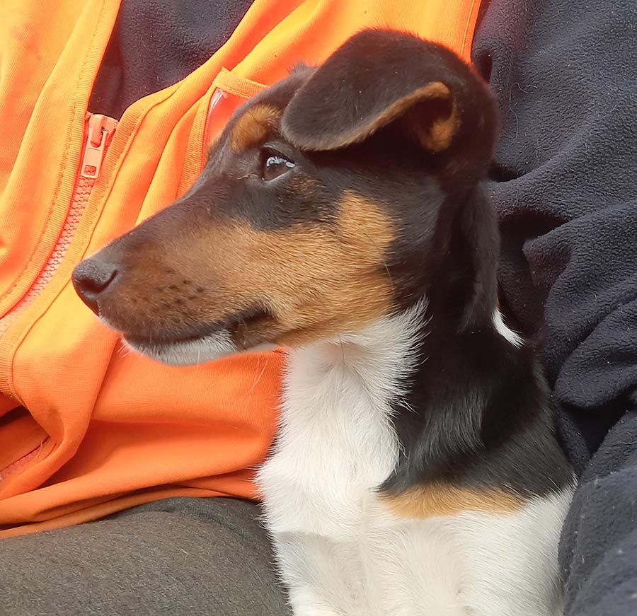 conservation dog ara 1